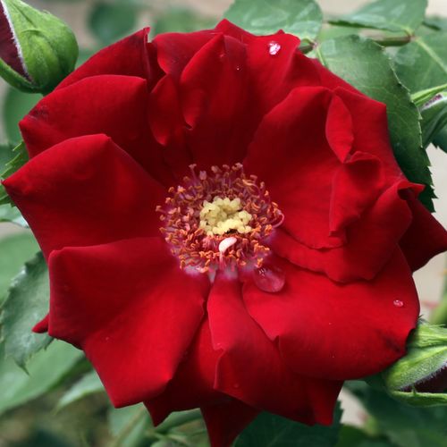 Roter Korsar ® trandafir de parc